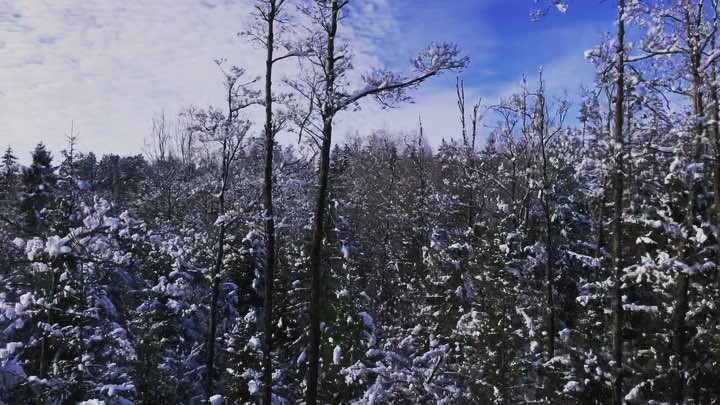 Winter wonderland